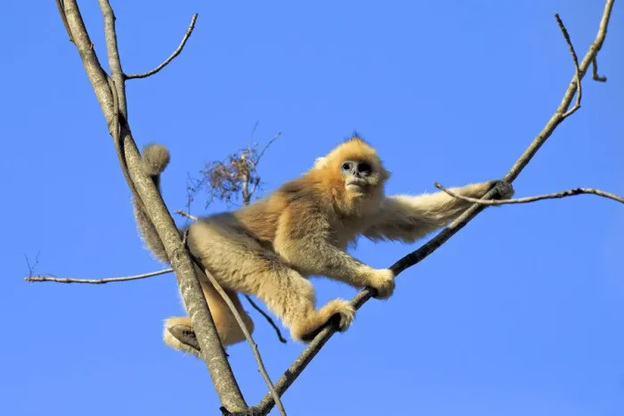 Framed Print : Golden snub-nosed monkey (Rhinopithecus roxellana) in tree, with blue sky Framed Print : Golden snub-nosed monkey (Rhinopithecus roxellana) in tree, with blue sky
