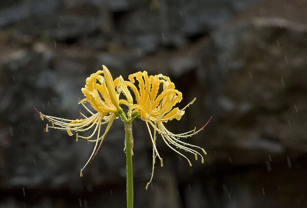 Golden spider lily (Lycoris aurea) in rain
