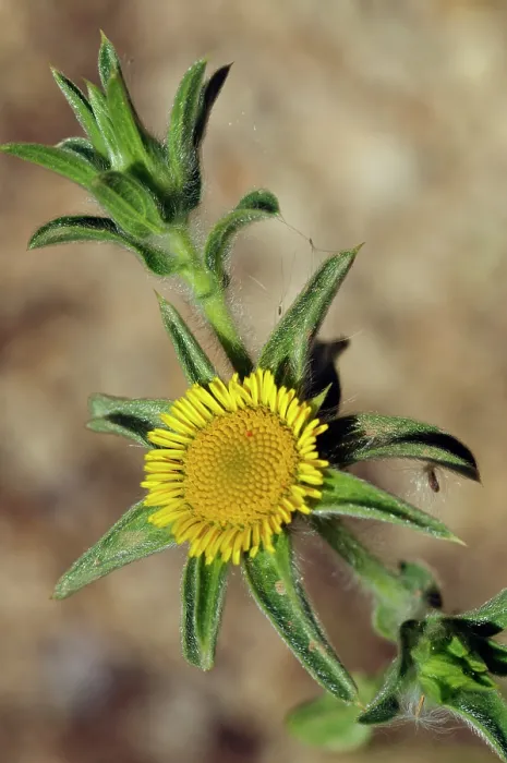 Framed Print : Golden-star (Asteriscus aquaticus) in flower, Via Verde, Manacor to Arta, Majorca, Balearic Islands. April Framed Print : Golden-star (Asteriscus aquaticus) in flower, Via Verde, Manacor to Arta, Majorca, Balearic Islands. April