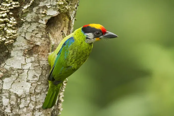 Framed Print : Golden-throated Barbet (Megalaima franklinii) at nest hole in tree stump Framed Print : Golden-throated Barbet (Megalaima franklinii) at nest hole in tree stump