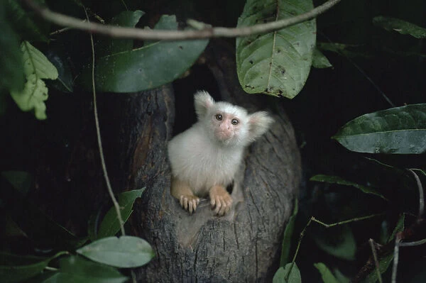 Golden-white tassel-ear marmoset  /  Silky marmoset coming out of night nest hole