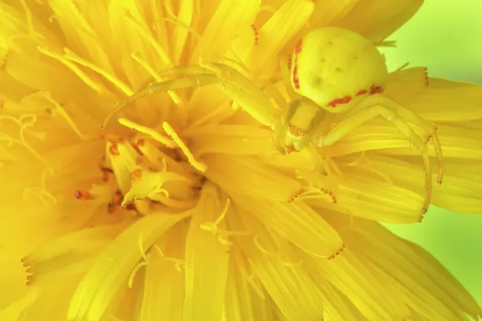 Framed Print : Goldenrod crab spider (Misumena vatia) camouflaged on yellow flower. Nordtirol, Austrian Alps, July Framed Print : Goldenrod crab spider (Misumena vatia) camouflaged on yellow flower. Nordtirol, Austrian Alps, July