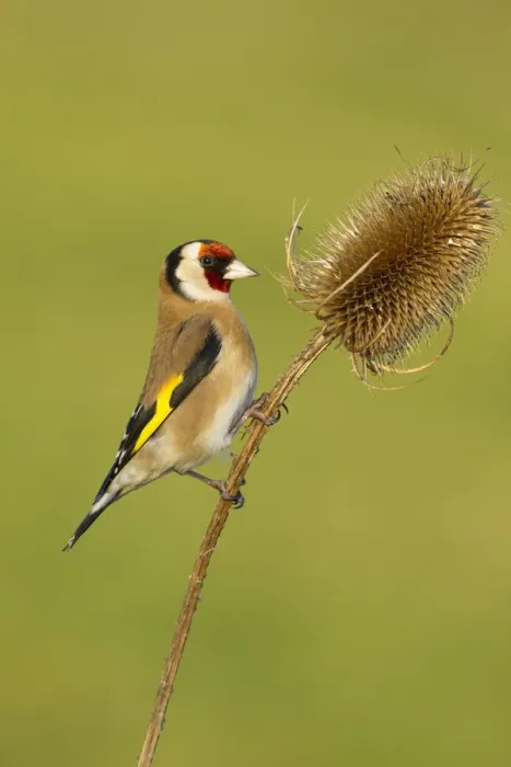 Framed Print : Goldfinch (Carduelis carduelis) adult feeding on teasel seeds, UK, February Framed Print : Goldfinch (Carduelis carduelis) adult feeding on teasel seeds, UK, February