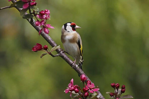 Goldfinch (Carduelis carduelis) perched on blossom in garden, Cheshire, UK, May