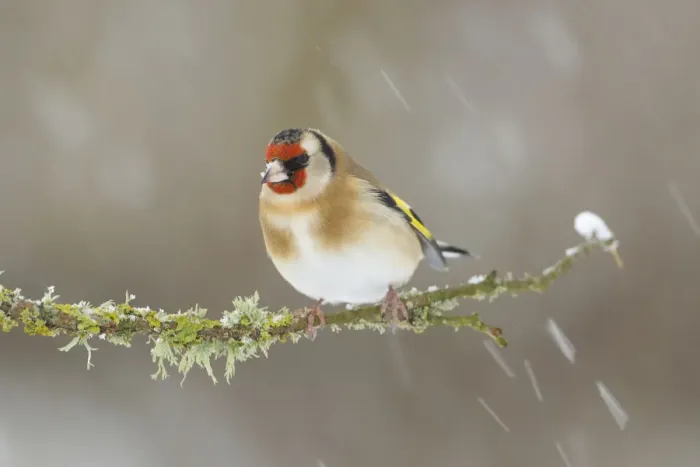 Framed Print : Goldfinch (Carduelis carduelis) perched on branch in snow, Scotland, UK, December Framed Print : Goldfinch (Carduelis carduelis) perched on branch in snow, Scotland, UK, December