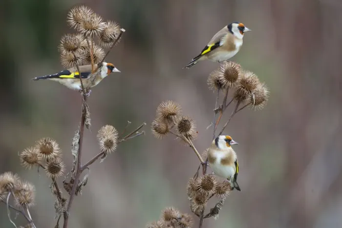 Framed Print : Goldfinch (Carduelis carduelis) three perched feeding on Burdock seeds, UK Framed Print : Goldfinch (Carduelis carduelis) three perched feeding on Burdock seeds, UK