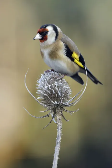 Framed Print : Goldfinch (Carduelis carduelis) perched on frost covered Teasel (Dipsacus fullonum) Framed Print : Goldfinch (Carduelis carduelis) perched on frost covered Teasel (Dipsacus fullonum)
