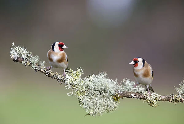 Two Goldfinch (Carduelis carduelis) perched on lichen covered branch, Gloucestershire