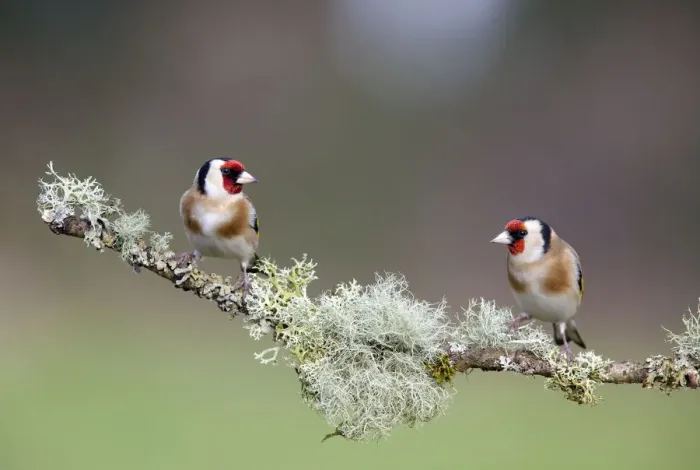 Framed Print : Two Goldfinch (Carduelis carduelis) perched on lichen covered branch, Gloucestershire Framed Print : Two Goldfinch (Carduelis carduelis) perched on lichen covered branch, Gloucestershire