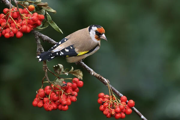 Goldfinch (Carduelis carduelis) perched on Rowan tree branch, Cheshire, UK, September