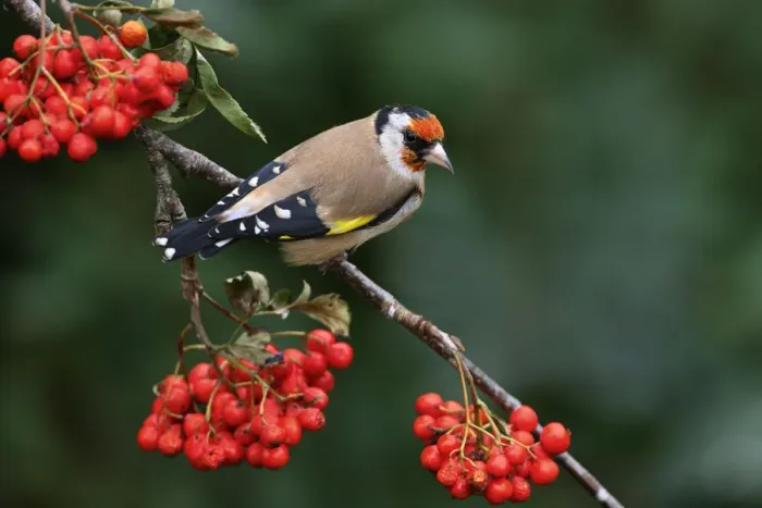Framed Print : Goldfinch (Carduelis carduelis) perched on Rowan tree branch, Cheshire, UK, September Framed Print : Goldfinch (Carduelis carduelis) perched on Rowan tree branch, Cheshire, UK, September