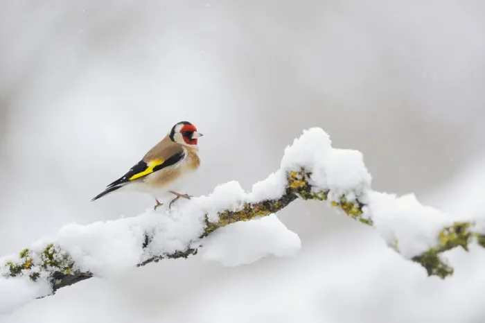 Framed Print : Goldfinch (Carduelis carduelis) perched on a snow covered branch, Perthshire, Scotland Framed Print : Goldfinch (Carduelis carduelis) perched on a snow covered branch, Perthshire, Scotland