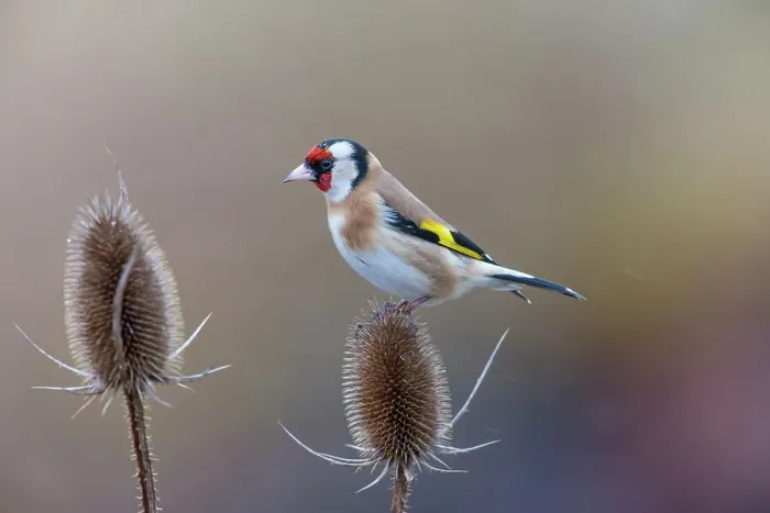 Framed Print : Goldfinch (Carduelis carduelis) perched on Teasel (Dipsacus sp. ) seedhead in winter, Germany. January Framed Print : Goldfinch (Carduelis carduelis) perched on Teasel (Dipsacus sp. ) seedhead in winter, Germany. January