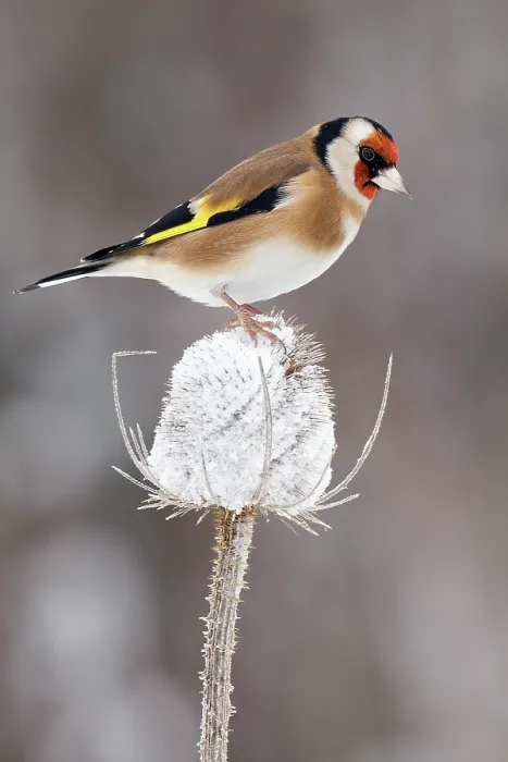 Framed Print : Goldfinch (Carduelis carduelis) perched on Teasel seed head in frost, December, UK Framed Print : Goldfinch (Carduelis carduelis) perched on Teasel seed head in frost, December, UK