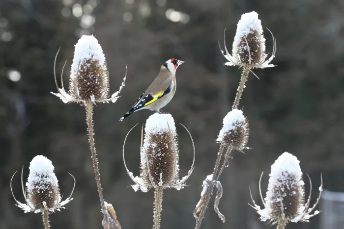Framed Print : Goldfinch (Carduelis carduelis) perched on teazel seedhead (Dipsacus sp) in winter, Surrey, UK, December Framed Print : Goldfinch (Carduelis carduelis) perched on teazel seedhead (Dipsacus sp) in winter, Surrey, UK, December