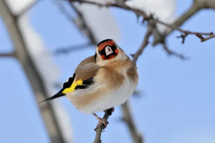 Framed Print : Goldfinch (Carduelis carduelis) perched on twig in garden hedge in winter, Scottish Borders, Scotland, December Framed Print : Goldfinch (Carduelis carduelis) perched on twig in garden hedge in winter, Scottish Borders, Scotland, December