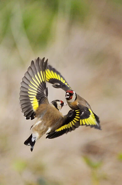 Goldfinches (Carduelis carduelis) squabbling near seed feeder in garden, Berwickshire