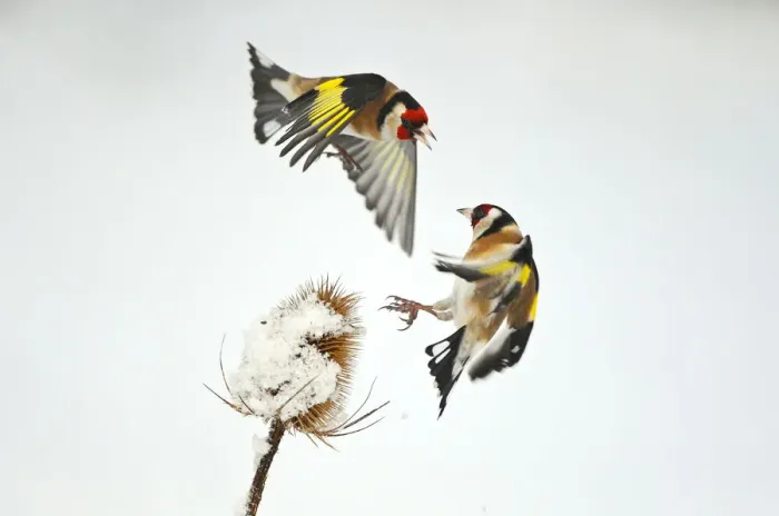 Framed Print : Two Goldfinches (Carduelis carduelis) squabbling over Common teasel (Dipsacus fullonum) Framed Print : Two Goldfinches (Carduelis carduelis) squabbling over Common teasel (Dipsacus fullonum)