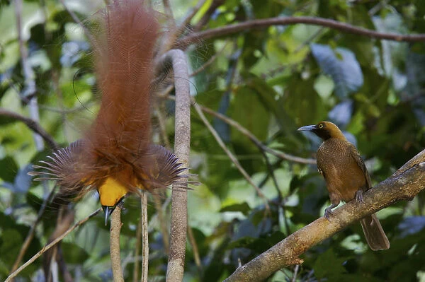 Goldies Bird of Paradise (Paradisaea decora) male displaying to female at lek
