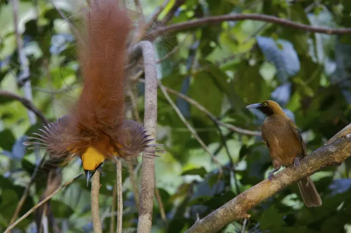 Framed Print : Goldies Bird of Paradise (Paradisaea decora) male displaying to female at lek