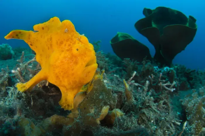 Framed Print : Golf-ball sized Painted frogfish (Antennarius pictus) waiting to ambush prey disguised Framed Print : Golf-ball sized Painted frogfish (Antennarius pictus) waiting to ambush prey disguised
