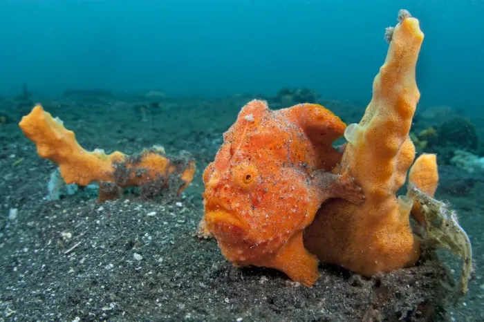 Framed Print : Golf-ball sized Painted frogfish (Antennarius pictus) waits to ambush prey disguised Framed Print : Golf-ball sized Painted frogfish (Antennarius pictus) waits to ambush prey disguised