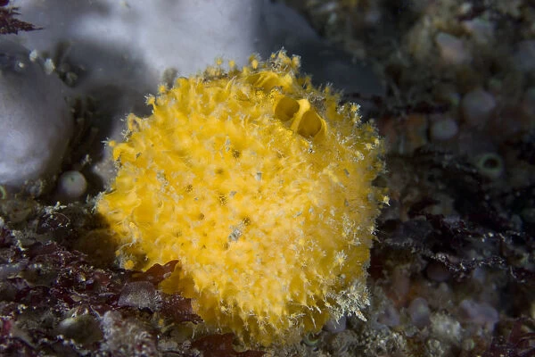 Golf ball sponge (Tethya citrina) underwater, Channel Isles, UK, July