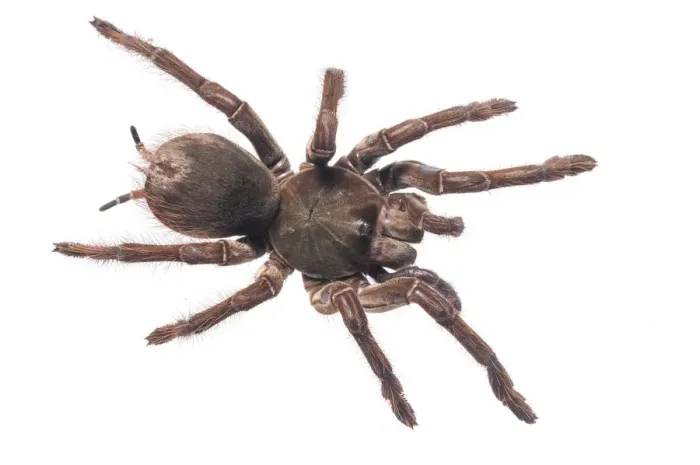 Framed Print : Goliath birdeater (Theraphosa blondi) Kanuku Mountains, Guyana. Meetyourneighbours Framed Print : Goliath birdeater (Theraphosa blondi) Kanuku Mountains, Guyana. Meetyourneighbours