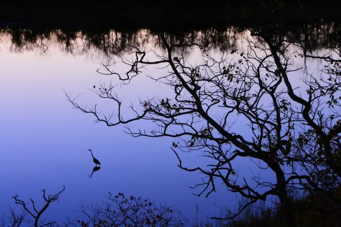 Framed Print : Goliath heron (Ardea goliath) near Mopani Dam at dusk, Kruger National Park, Transvaal Framed Print : Goliath heron (Ardea goliath) near Mopani Dam at dusk, Kruger National Park, Transvaal