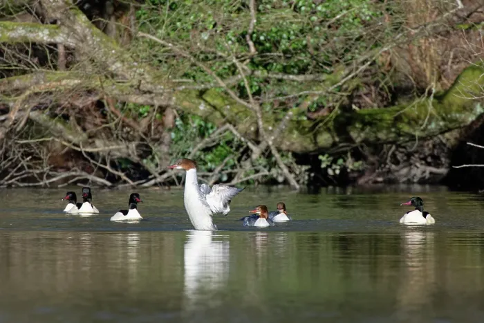 Framed Print : Goosander (Mergus merganser) female, on water wing-flapping within a courting group of four drakes, Forest of Dean, Gloucestershire, England, UK. February