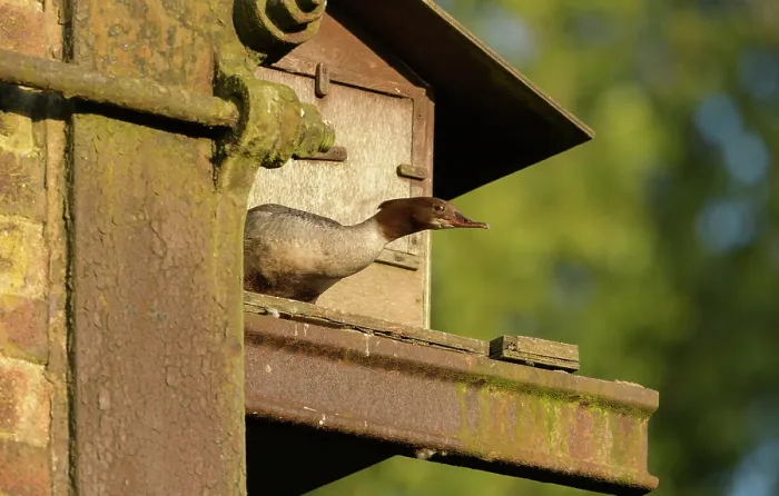 Framed Print : Goosander (Mergus merganser), female, on nest box under railway arches, Reddish Vale Country Park, Greater Manchester, UK. April Framed Print : Goosander (Mergus merganser), female, on nest box under railway arches, Reddish Vale Country Park, Greater Manchester, UK. April