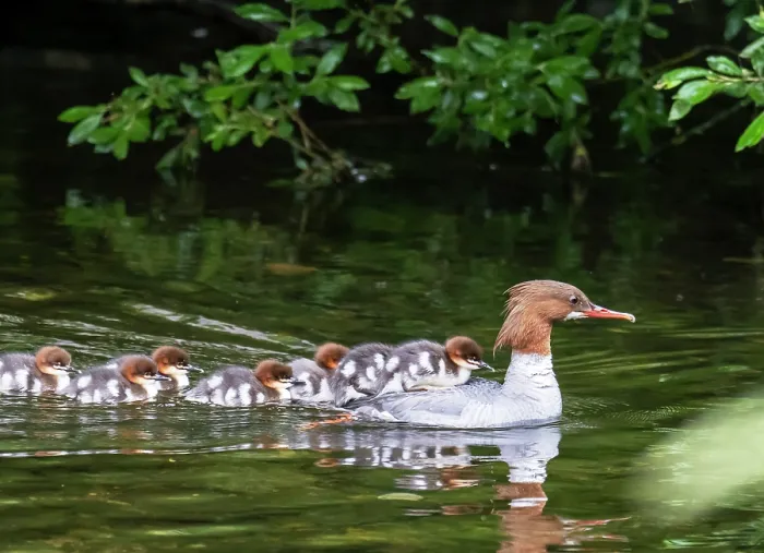 Framed Print : Goosander (Mergus merganser) female with a brood of ducklings riding on her back, River Brathay, Ambleside, Lake District, Cumbria, UK. June Framed Print : Goosander (Mergus merganser) female with a brood of ducklings riding on her back, River Brathay, Ambleside, Lake District, Cumbria, UK. June