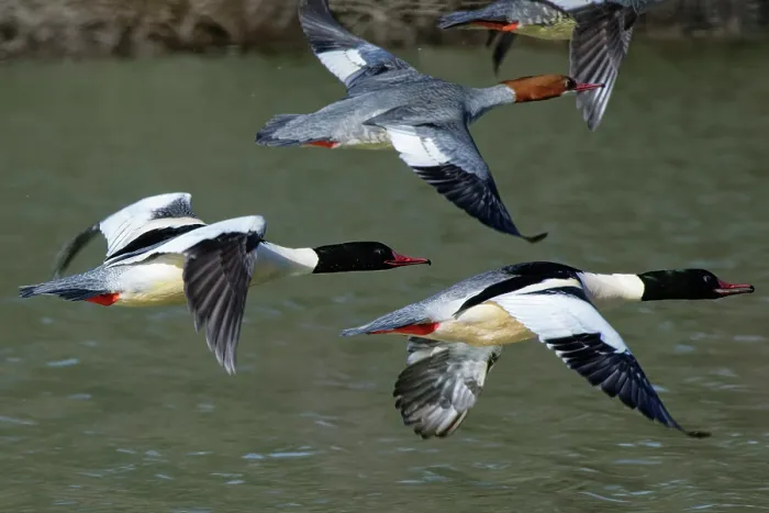 Framed Print : Four Goosanders (Mergus merganser) drakes and females, in flight over a woodland pond, Forest of Dean, Gloucestershire, England, UK. February Framed Print : Four Goosanders (Mergus merganser) drakes and females, in flight over a woodland pond, Forest of Dean, Gloucestershire, England, UK. February