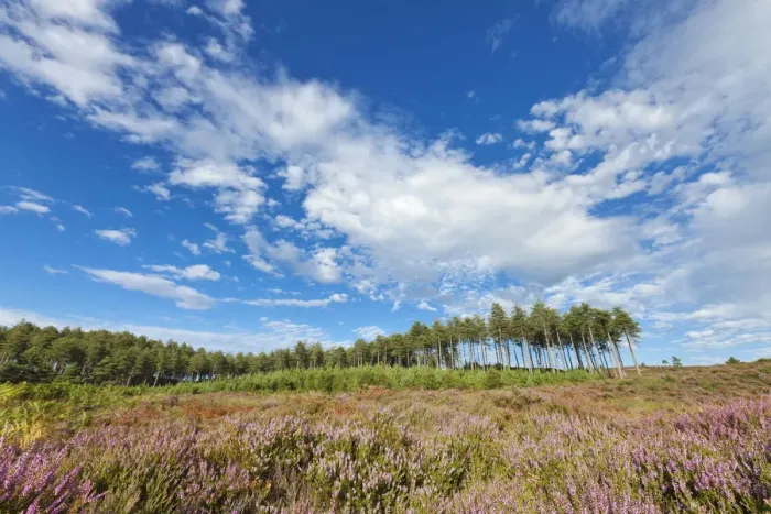 Framed Print : Gore Heath with heather in bloom, Wareham, Dorset, England, UK, August 2011 Framed Print : Gore Heath with heather in bloom, Wareham, Dorset, England, UK, August 2011