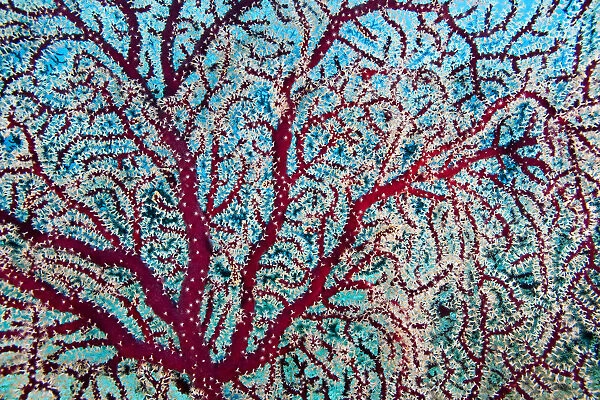 Gorgonian coral (Gorganacea) with polyps extended for feeding, Savusavu, Fiji