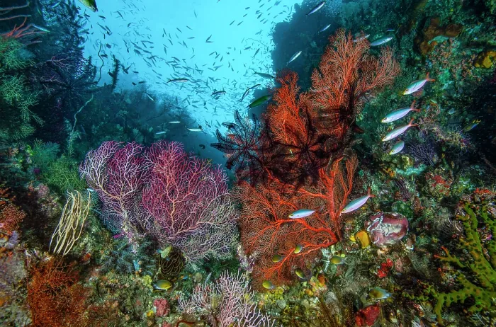 Framed Print : Gorgonian coral sea fans (Melithaeidae) with Black featherstars (Comatulida) and Banana fusiliers (Pterocaesio pisang) on coral reef, Raja Ampat, Indonesia, Pacific Ocean Framed Print : Gorgonian coral sea fans (Melithaeidae) with Black featherstars (Comatulida) and Banana fusiliers (Pterocaesio pisang) on coral reef, Raja Ampat, Indonesia, Pacific Ocean
