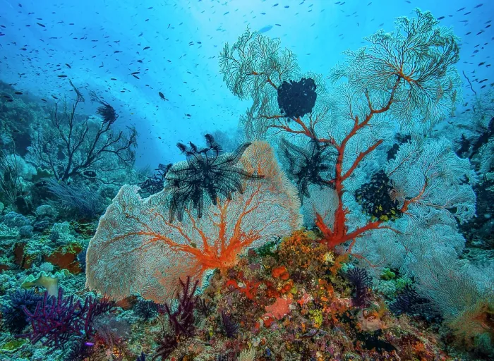 Framed Print : Gorgonian coral sea fans (Subergorgiidae) and Black featherstars (Crinoidea) on coral reef, Raja Ampat, Indonesia, Pacific Ocean Framed Print : Gorgonian coral sea fans (Subergorgiidae) and Black featherstars (Crinoidea) on coral reef, Raja Ampat, Indonesia, Pacific Ocean