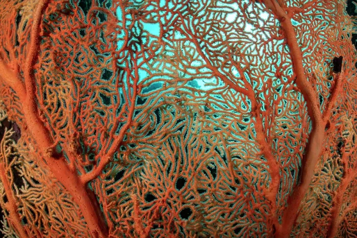 Framed Print : Gorgonian sea fan (Alcyonacea) colony seen against the nutrient-rich, greenish blue water of the Myeik Archipelago, Tanintharyi Region, Republic of the Union of Myanmar Framed Print : Gorgonian sea fan (Alcyonacea) colony seen against the nutrient-rich, greenish blue water of the Myeik Archipelago, Tanintharyi Region, Republic of the Union of Myanmar