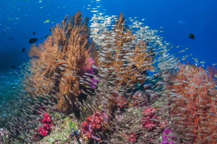 Framed Print : Gorgonian sea fans (Melithaea sp. ) with a large school of Pygmy sweepers (Parapriacanthus Framed Print : Gorgonian sea fans (Melithaea sp. ) with a large school of Pygmy sweepers (Parapriacanthus