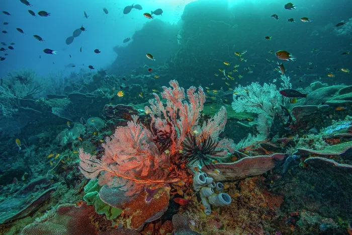 Framed Print : Gorgonian sea fans (Melithaea sp.), Hard corals (Scleractinia), Grey tube sponges (Porifera), Feather stars (Crinoidea), Damselfish (Pomacentridae), Anthias (Anthias sp.) Framed Print : Gorgonian sea fans (Melithaea sp.), Hard corals (Scleractinia), Grey tube sponges (Porifera), Feather stars (Crinoidea), Damselfish (Pomacentridae), Anthias (Anthias sp.)
