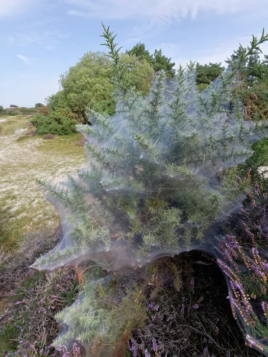 Framed Print : Gorse spider mite (Tetranychus lintearius) silk web covering a Common gorse (Ulex europaeus) bush on heathland, Dorset, England, UK. September Framed Print : Gorse spider mite (Tetranychus lintearius) silk web covering a Common gorse (Ulex europaeus) bush on heathland, Dorset, England, UK. September