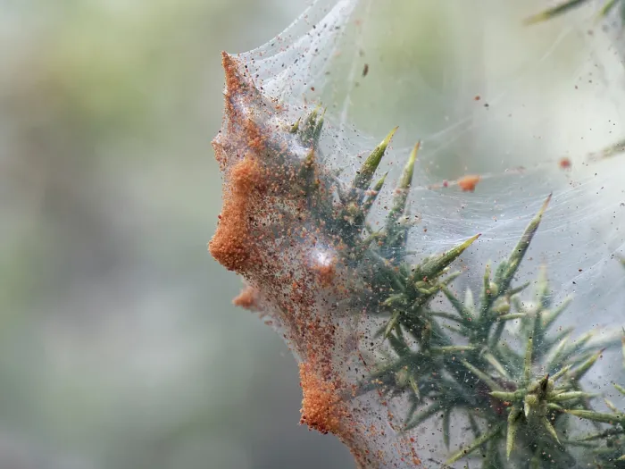 Framed Print : Gorse spider mites (Tetranychus lintearius) dense group massing on their silk tent on Gorse (Ulex europaeus) bush, gathering to disperse on a warm day, Dorset, England, UK Framed Print : Gorse spider mites (Tetranychus lintearius) dense group massing on their silk tent on Gorse (Ulex europaeus) bush, gathering to disperse on a warm day, Dorset, England, UK