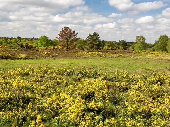 Framed Print : Gorse (Ulex europaeus) in flower across heathland, Kelling Heath, North Norfolk, UK. May Framed Print : Gorse (Ulex europaeus) in flower across heathland, Kelling Heath, North Norfolk, UK. May