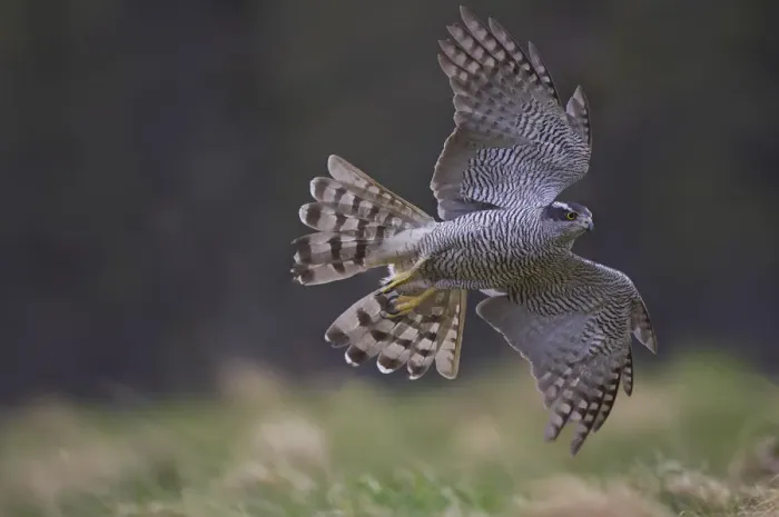 Framed Print : Goshawk (Accipiter gentilis) in flight over woodland clearing, Cairngorms National Park Framed Print : Goshawk (Accipiter gentilis) in flight over woodland clearing, Cairngorms National Park
