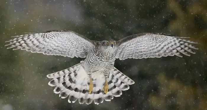 Framed Print : Goshawk (Accipiter gentilis) flying in snow, Mainua Kajaani, Finland. March Framed Print : Goshawk (Accipiter gentilis) flying in snow, Mainua Kajaani, Finland. March