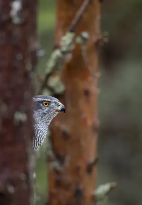 Framed Print : Goshawk (Accipiter gentilis) perched in a tree, Norway, January Framed Print : Goshawk (Accipiter gentilis) perched in a tree, Norway, January
