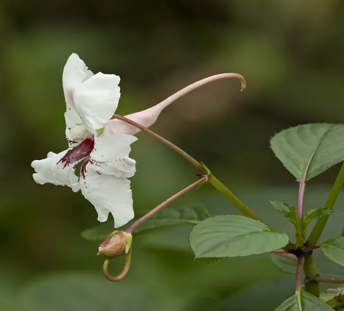 Framed Print : Grand balsam (Impatiens grandis) with long spur. Pollinated by butterflies, native to India Framed Print : Grand balsam (Impatiens grandis) with long spur. Pollinated by butterflies, native to India