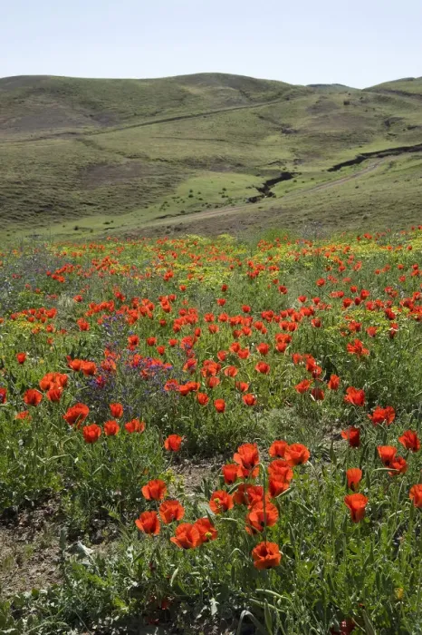 Framed Print : Grand-flowered horned poppies (Glaucium grandiflorum) in wildflower meadow. Southern Turkey Framed Print : Grand-flowered horned poppies (Glaucium grandiflorum) in wildflower meadow. Southern Turkey