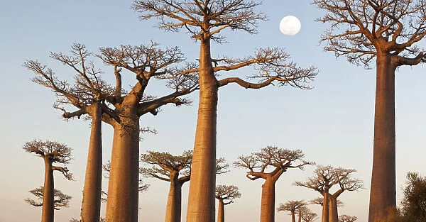 Grandidiers Baobabs (Adansonia grandidieri) at dusk. Near Morondava, western Madagascar