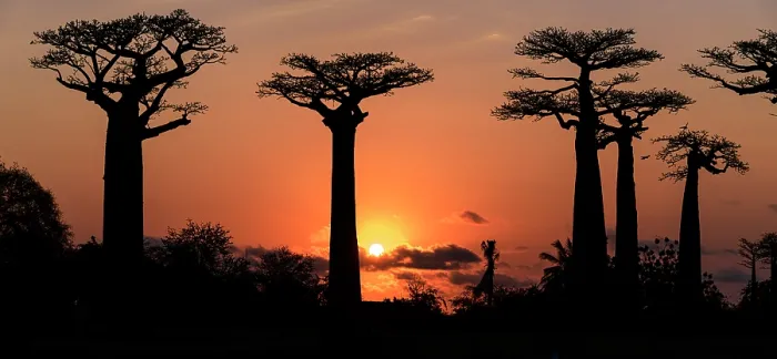 Framed Print : Grandidier's baobabs (Adansonia grandidieri) silhouetted at sunset, near Morondava, western Madagascar. Stitched image